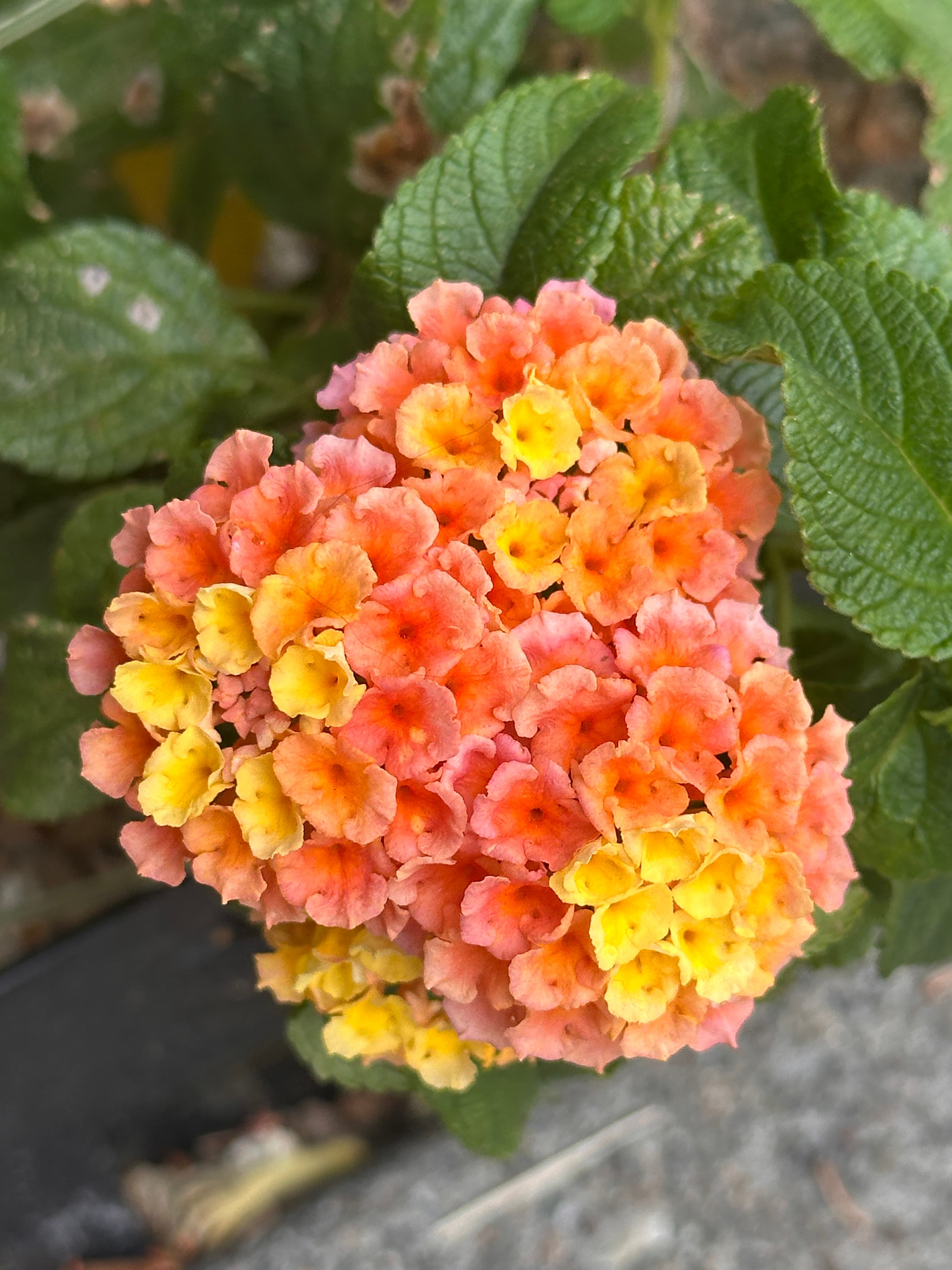 close up picture of yellow and peach colored Lantana flower