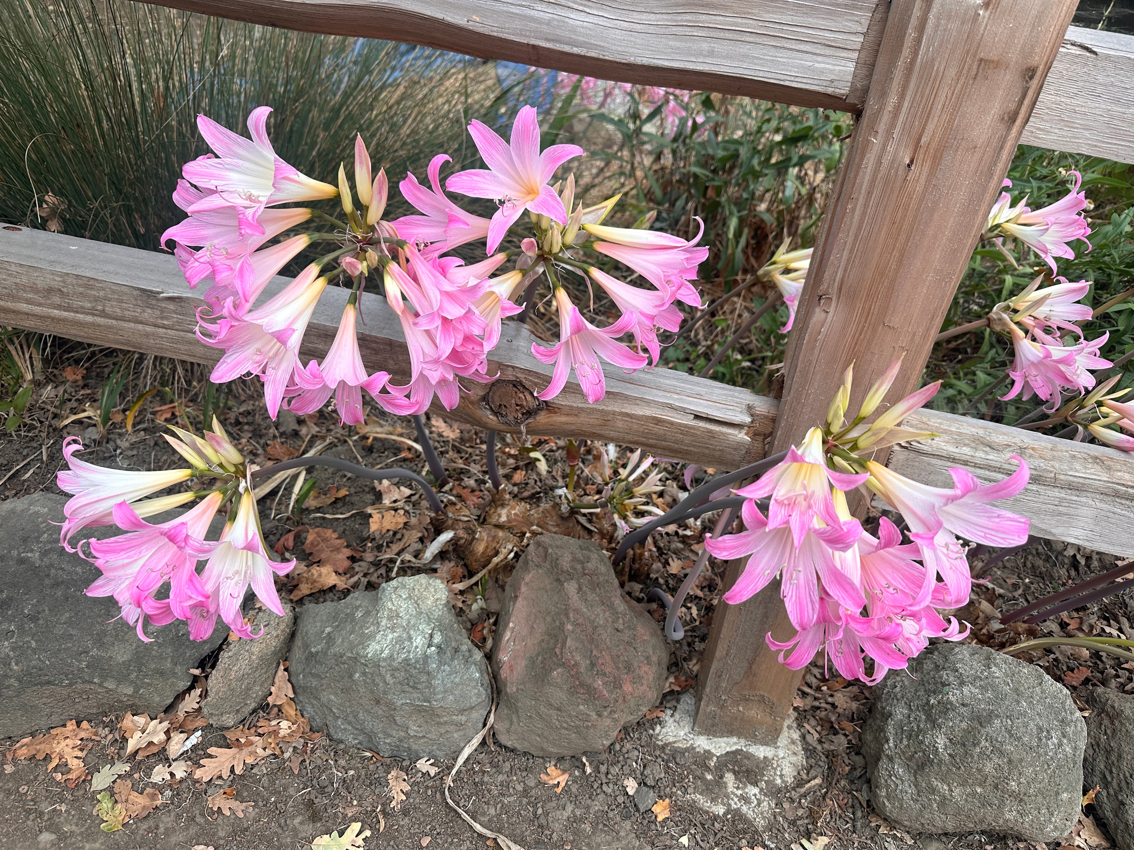 Jersey Lily pink flowers by wooden fence with rocks nearby