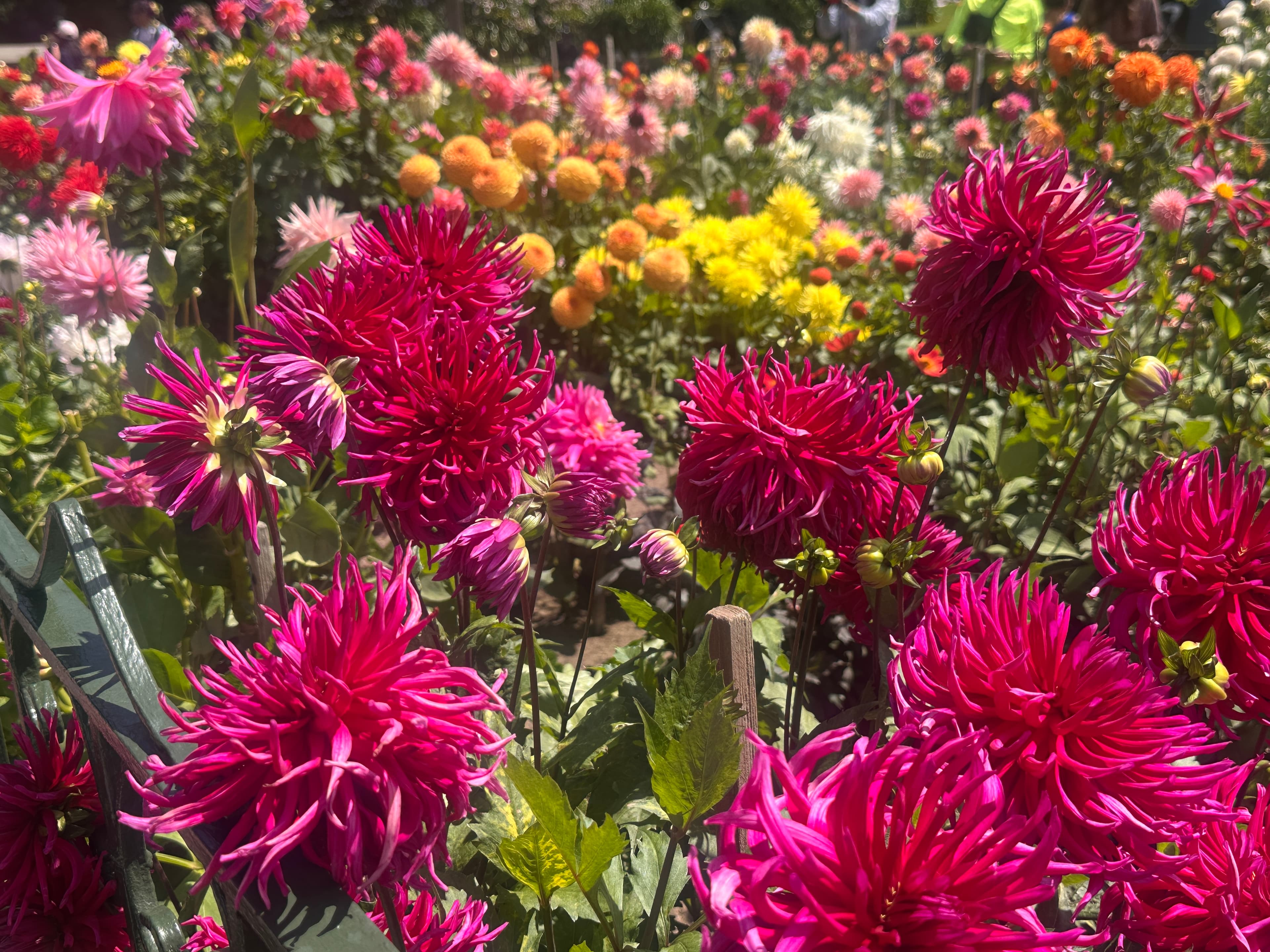 hot pink colored dahlia taken at the peak of color in San Francisco's Dahlia Dell
