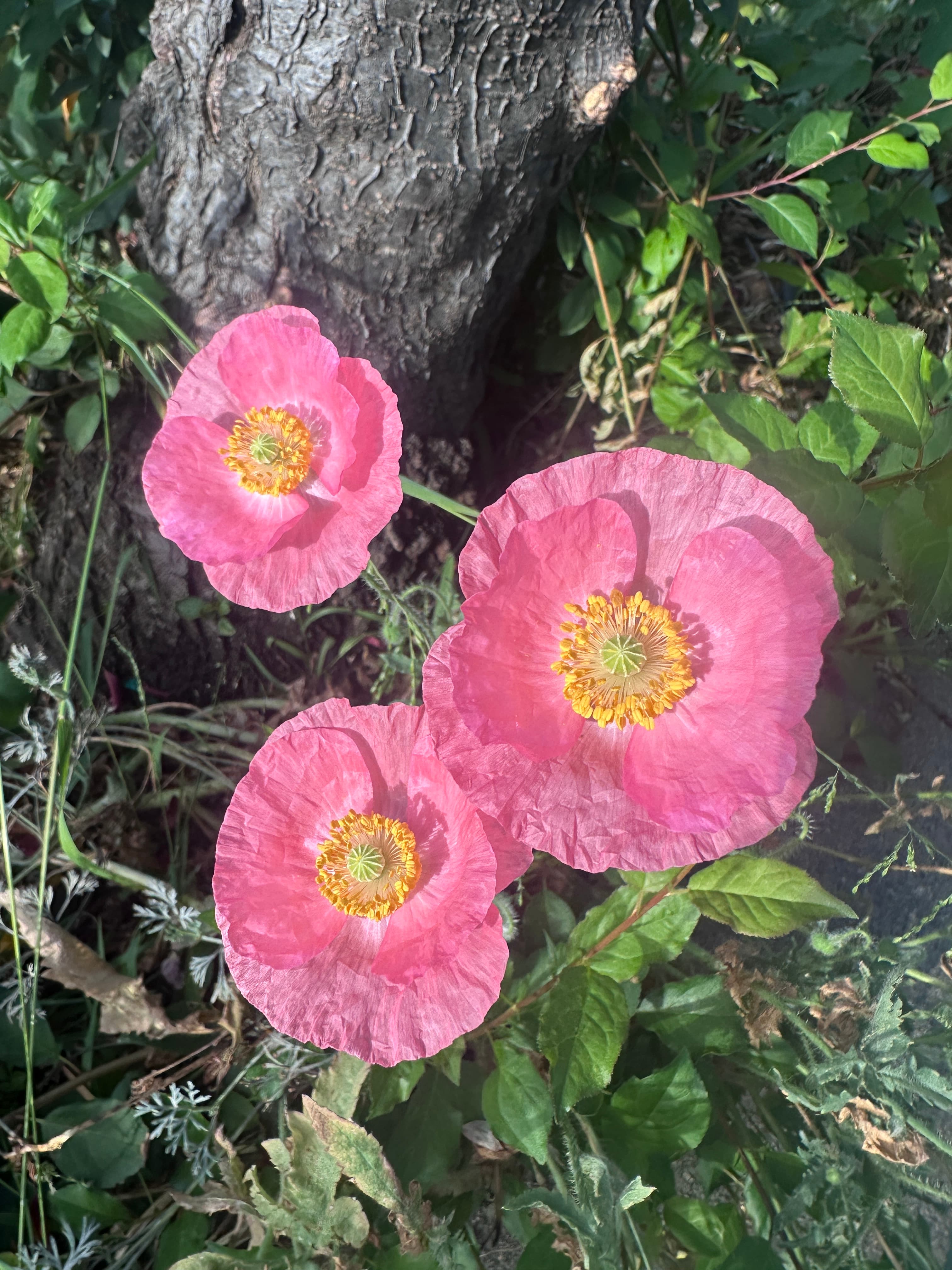 three pink California poppies