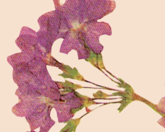 Pressed mauve flower cluster