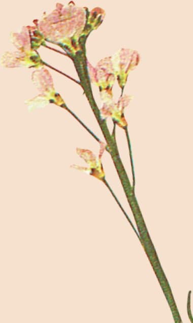 Pressed pink wax flower sprig