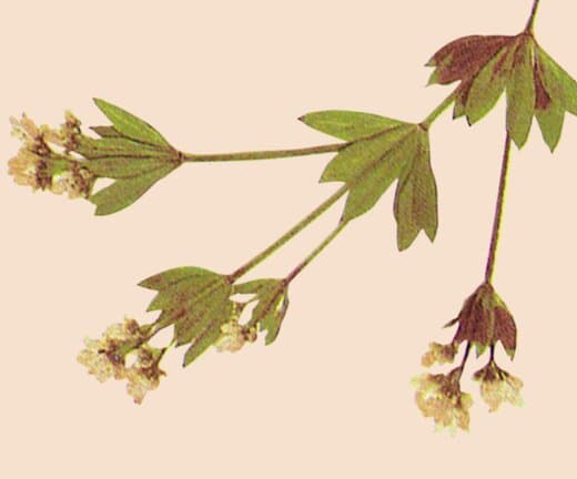 Pressed botanical leaf sprig