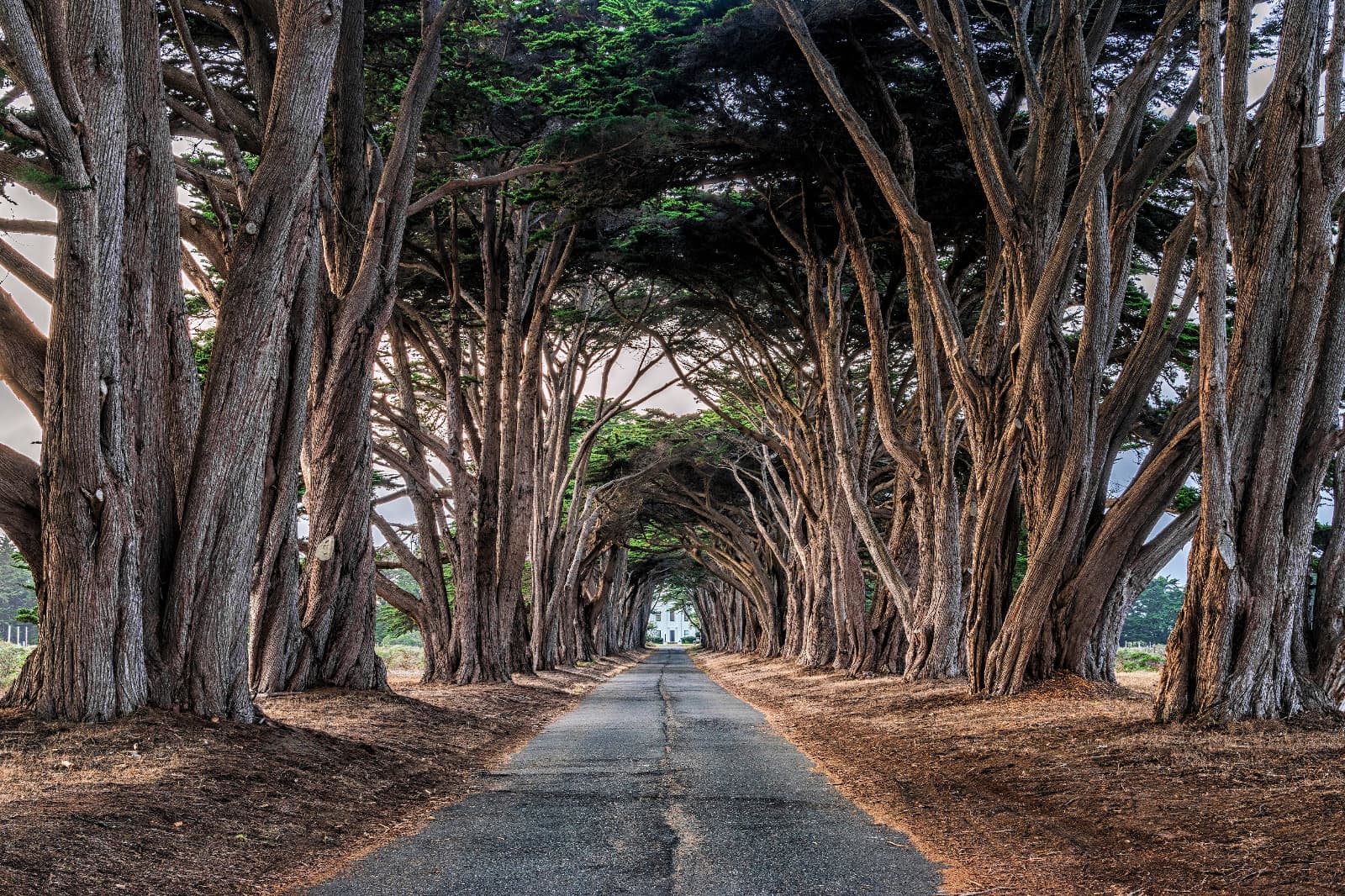 Cypress tree tunnel pt reyes california