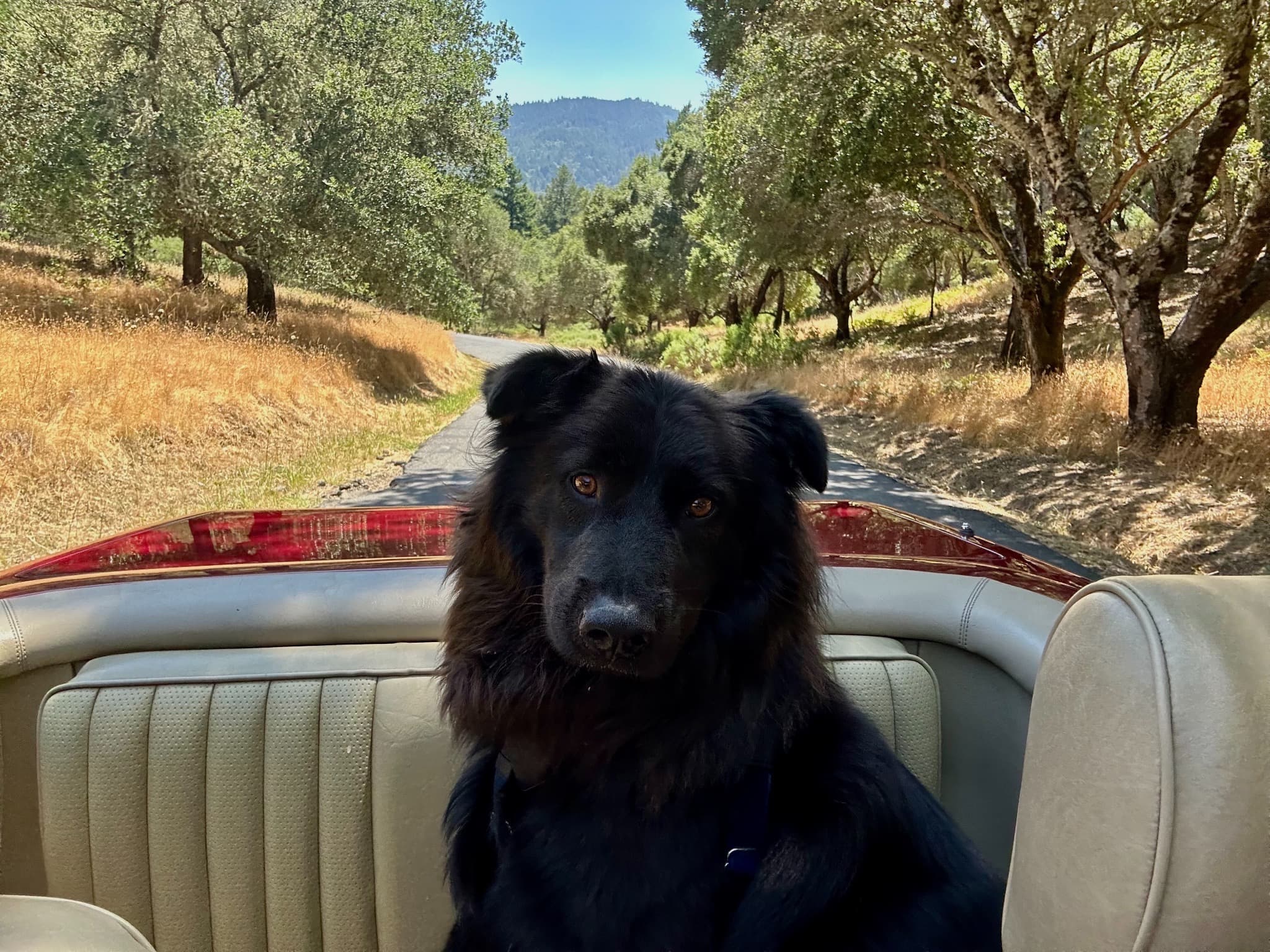 Winston, the wonder dog, in a car on a winding road